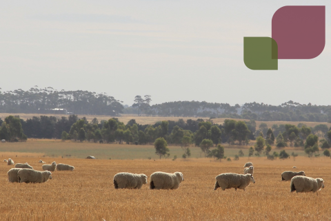 image of sheep in a field