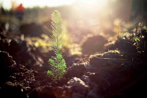 image of a young tree