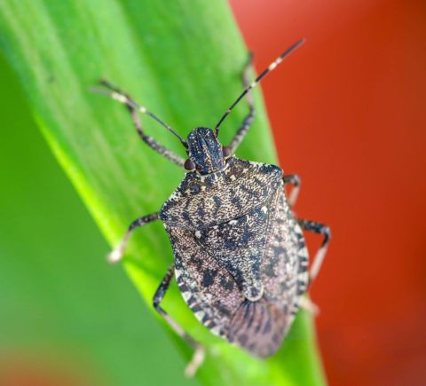 image of closeup shot of brown marmorated stink bug