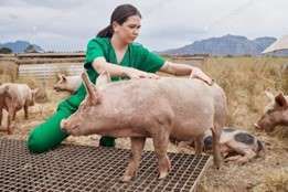 pic of a vet with a pig