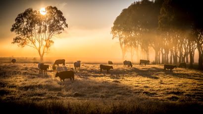 Cows in a field with the sun low in the sky behind them