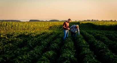 Two farmers walking in a field examining soy crop