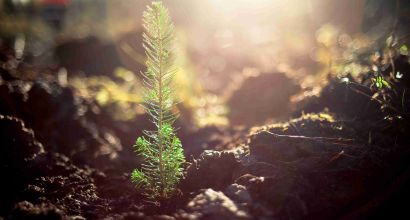 image of a young tree